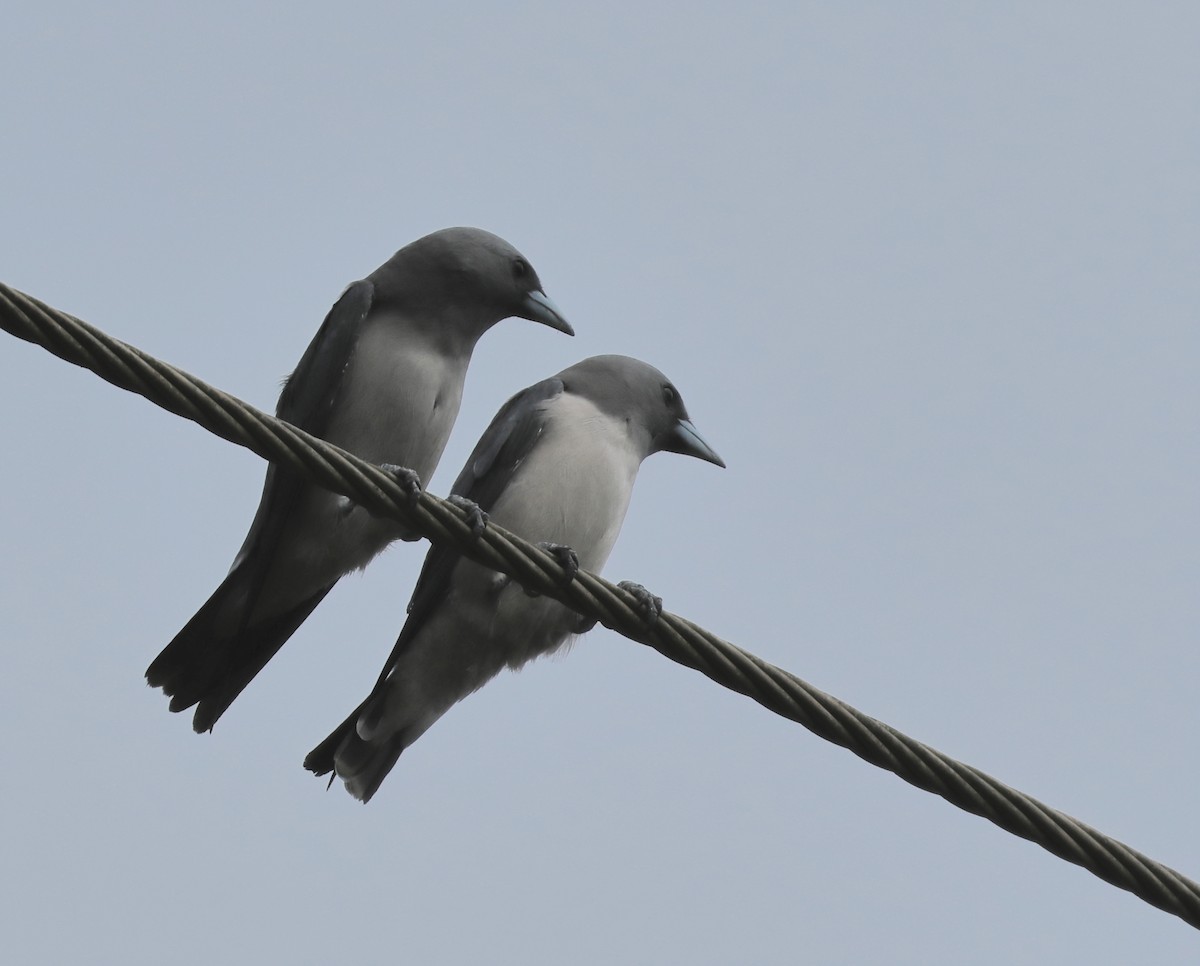 Ashy Woodswallow - ML644137737
