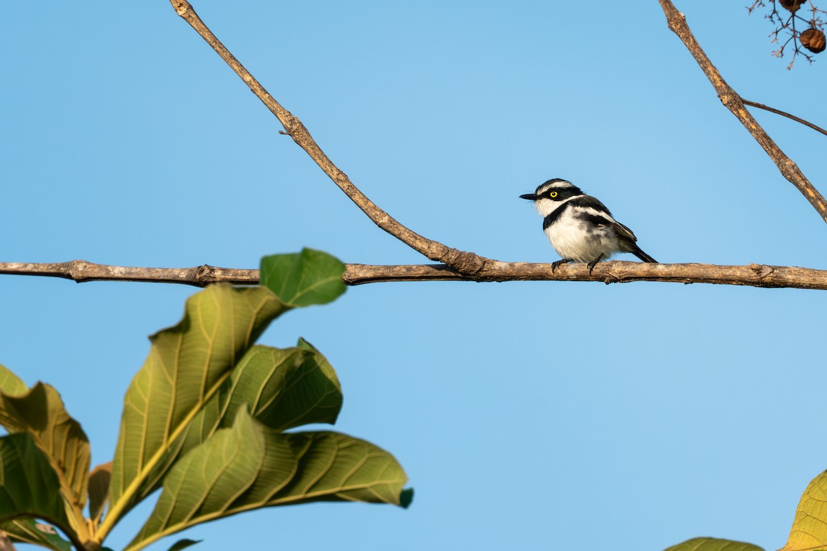 Senegal Batis - ML644137745