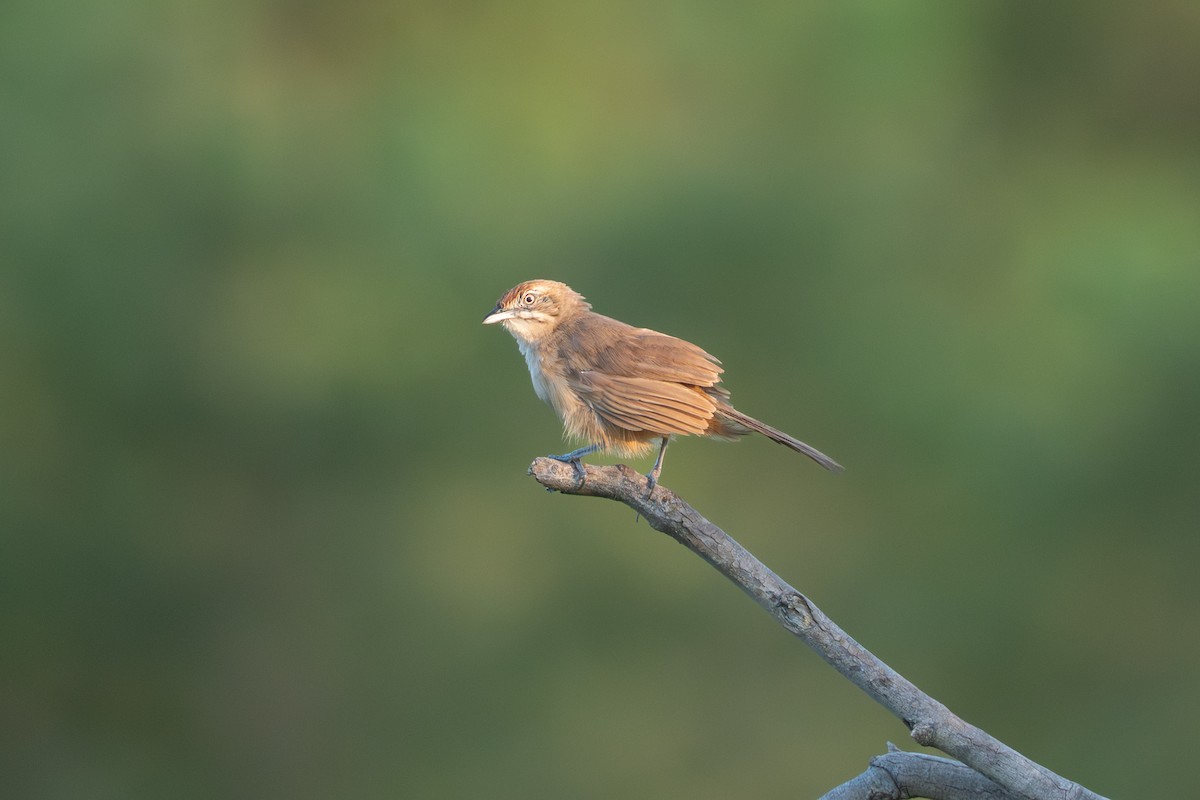 Moustached Grass-Warbler - ML644137747