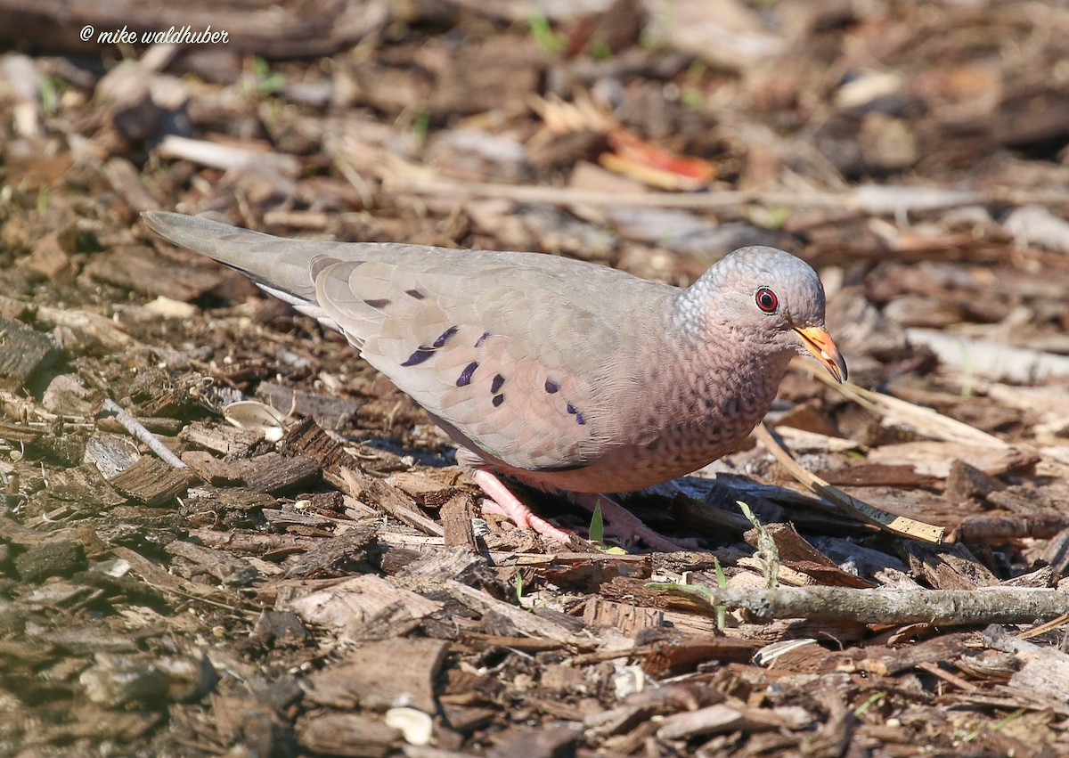 Common Ground Dove - ML644137748
