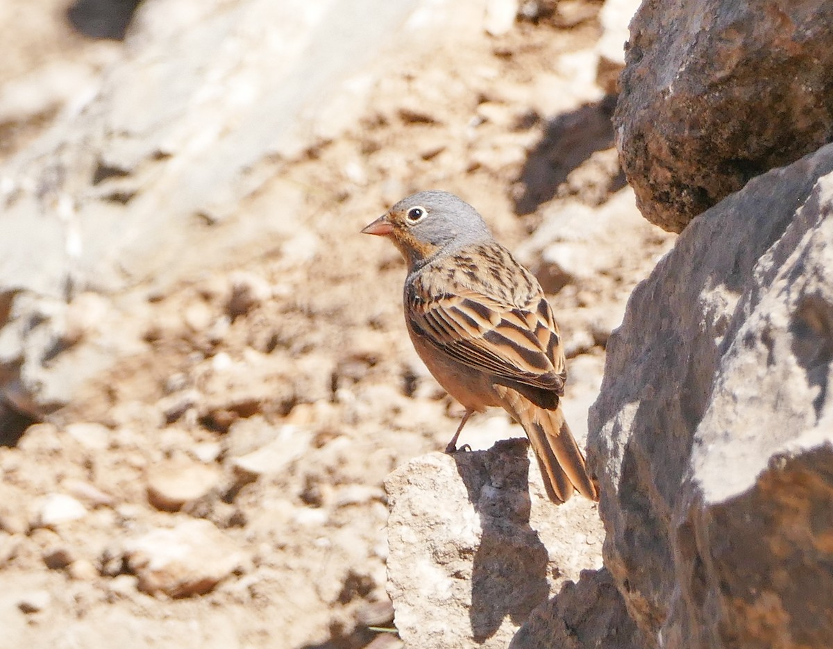 Овсянка Крешмара - ML644137756