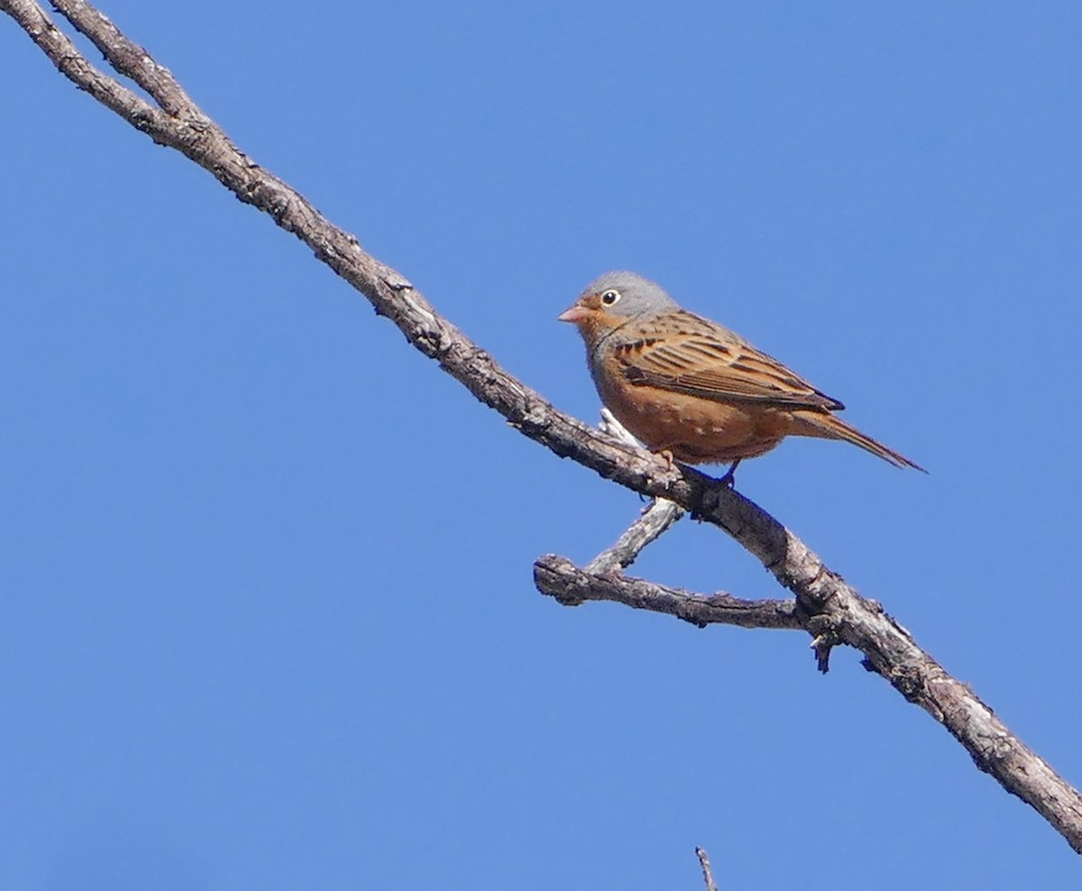 Овсянка Крешмара - ML644137757