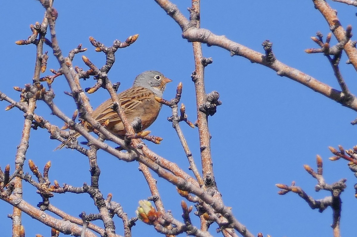 Овсянка Крешмара - ML644137758