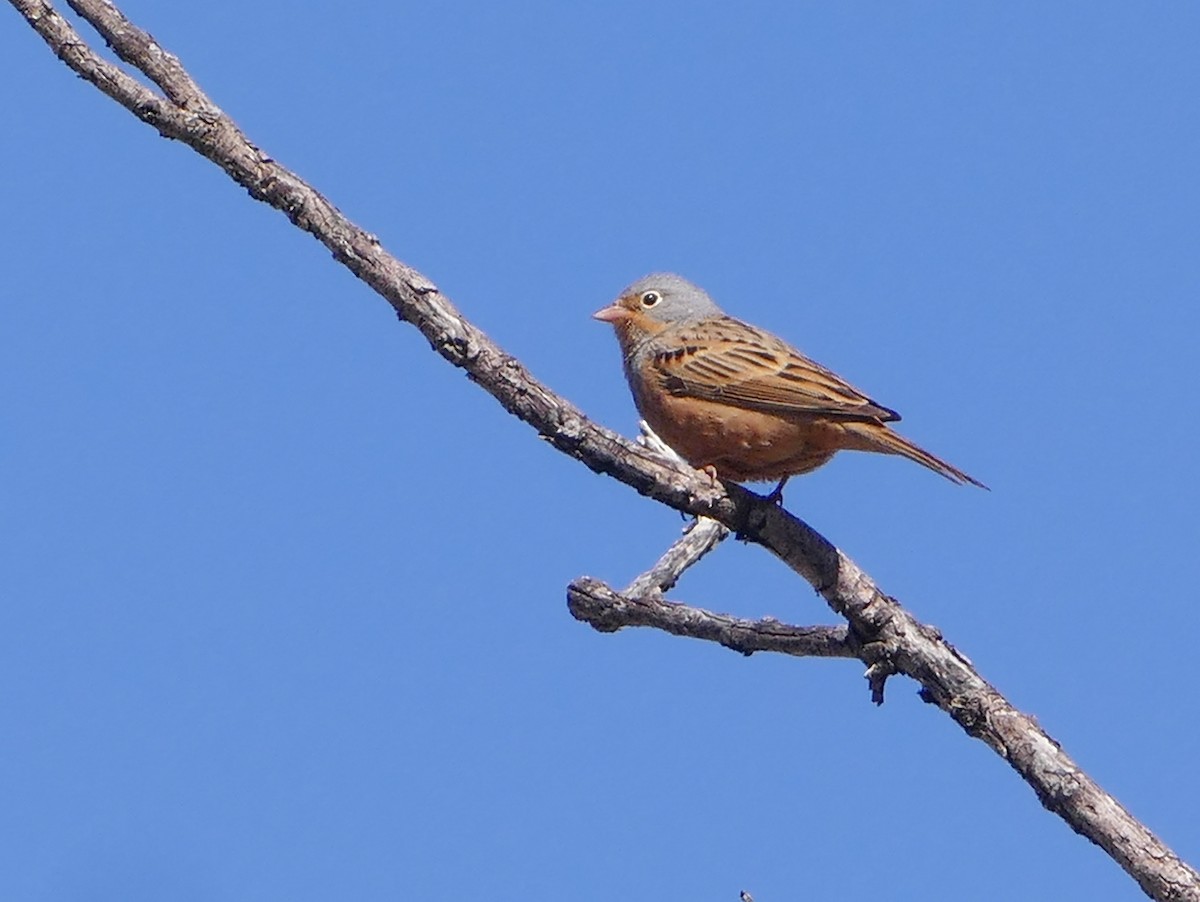 Овсянка Крешмара - ML644137759