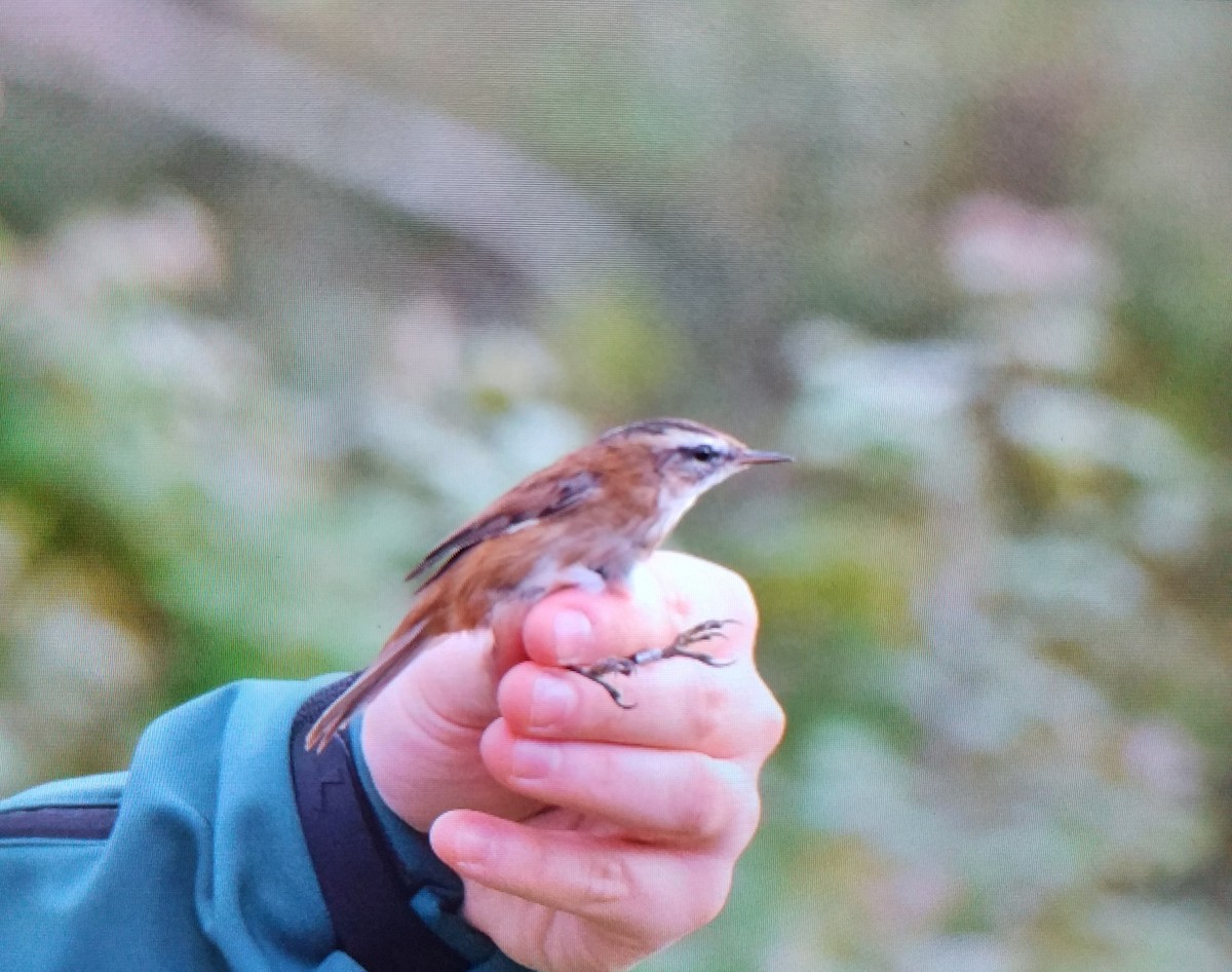 Moustached Warbler - ML644137760