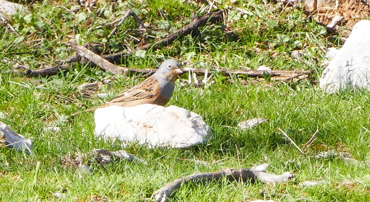 Овсянка Крешмара - ML644137761