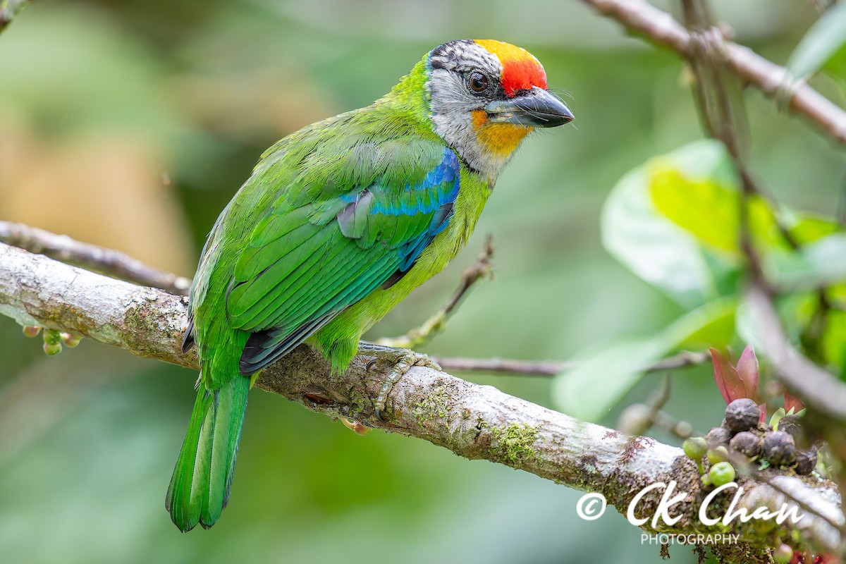 Желтогорлый бородастик - ML644137773