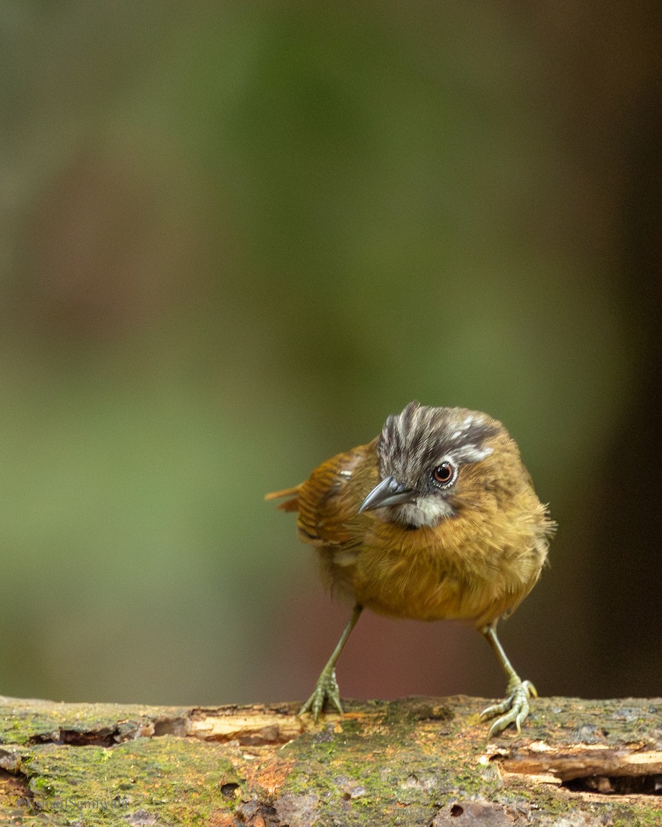 Gray-throated Babbler - ML644137775