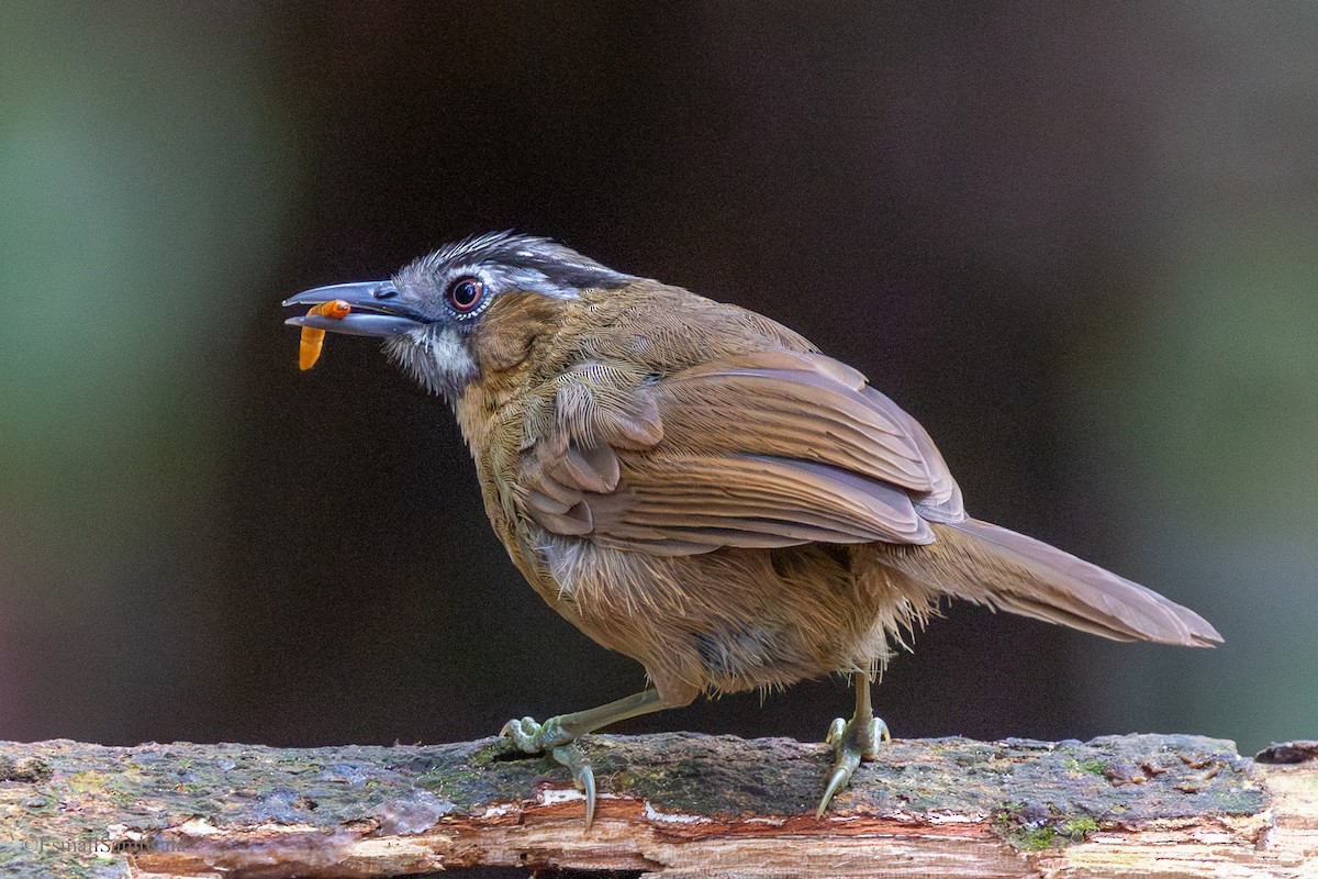 Gray-throated Babbler - ML644137776