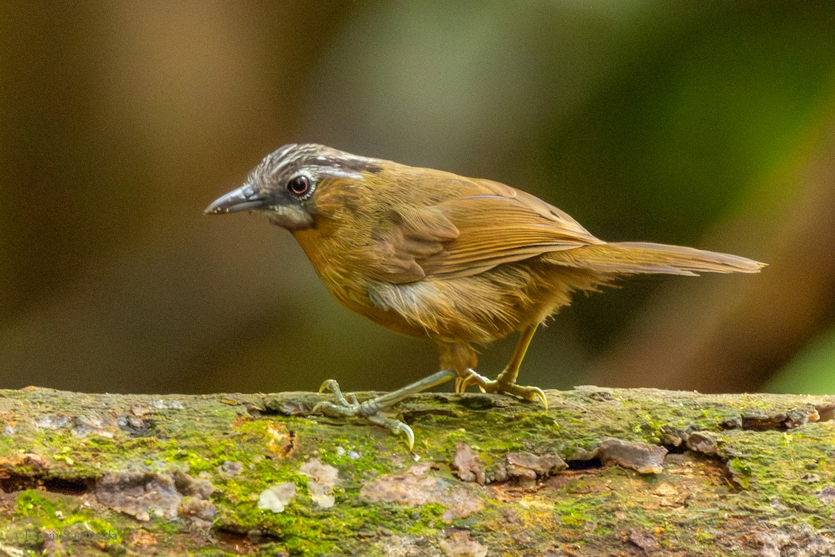 Gray-throated Babbler - ML644137777