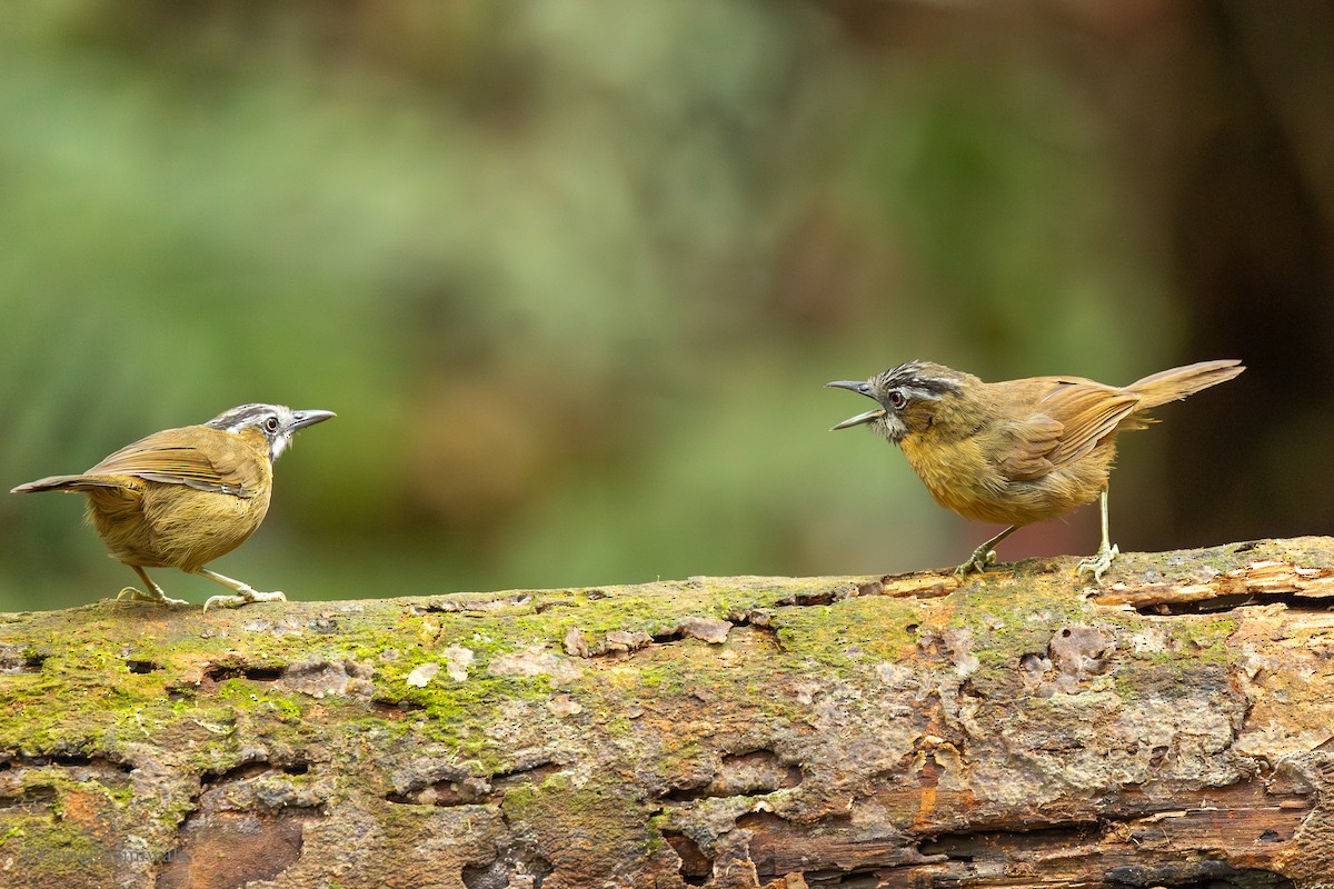 Gray-throated Babbler - ML644137778