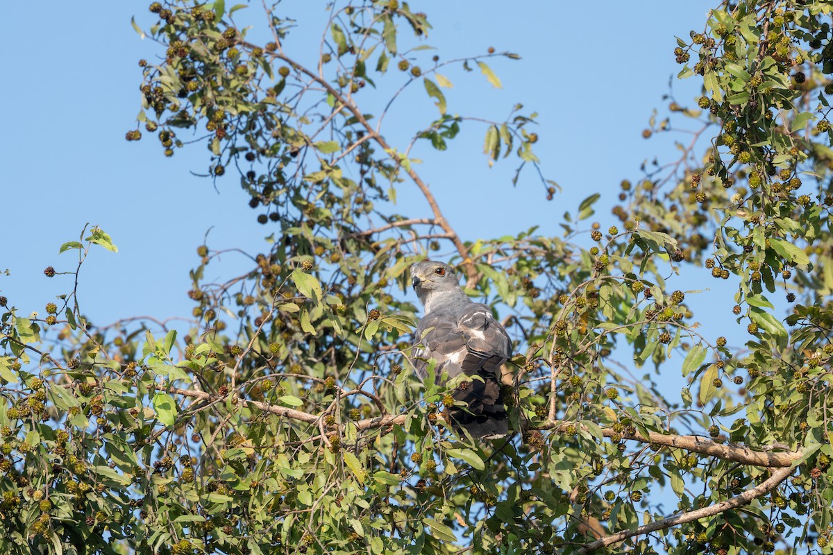 African Cuckoo-Hawk - ML644137779