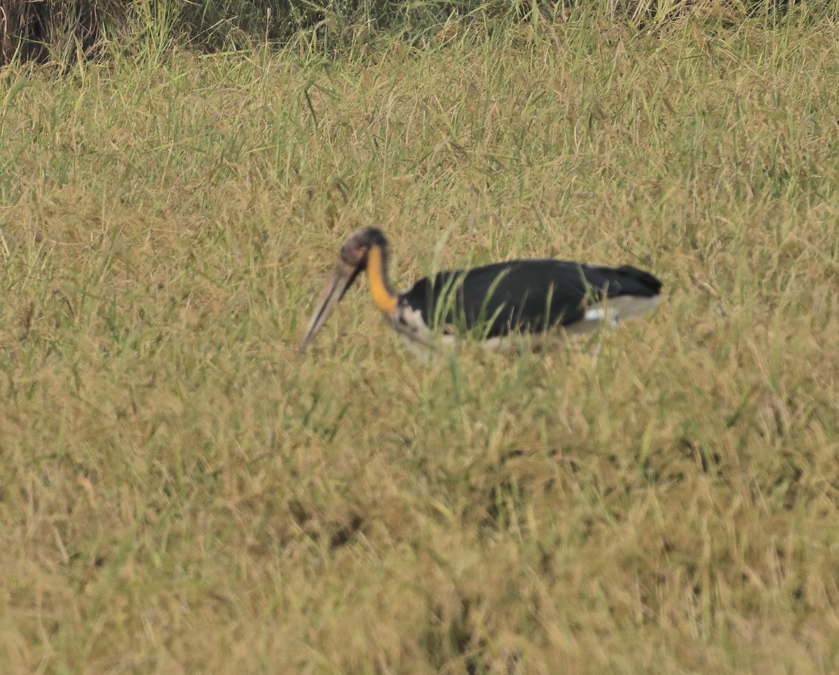 Lesser Adjutant - ML644137780