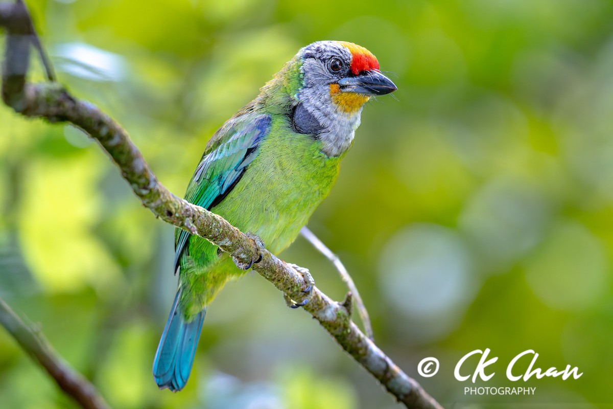 Желтогорлый бородастик - ML644137781