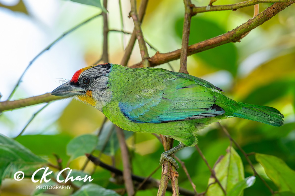 Желтогорлый бородастик - ML644137794