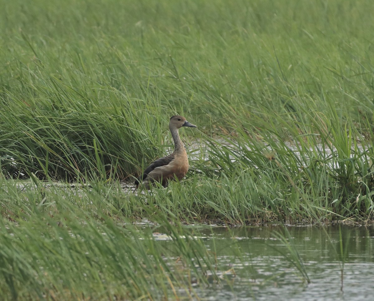 Dendrocygne siffleur - ML644137811