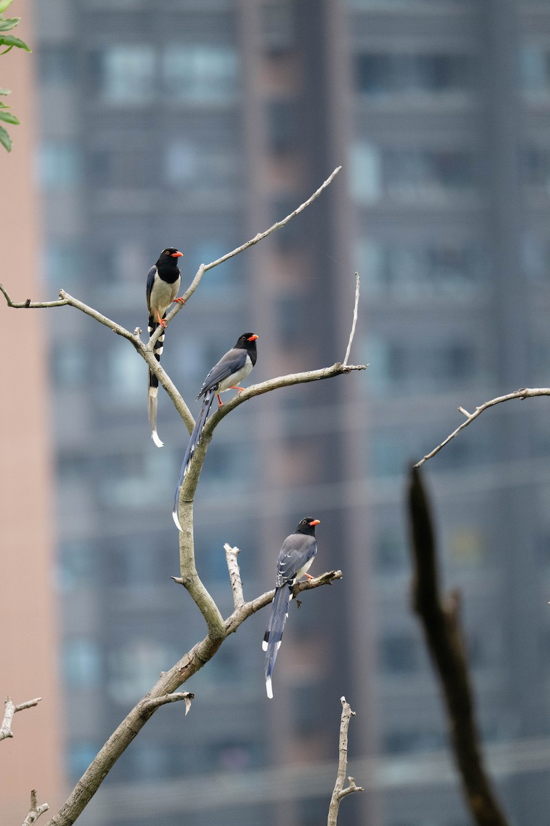 Red-billed Blue-Magpie - ML644137815