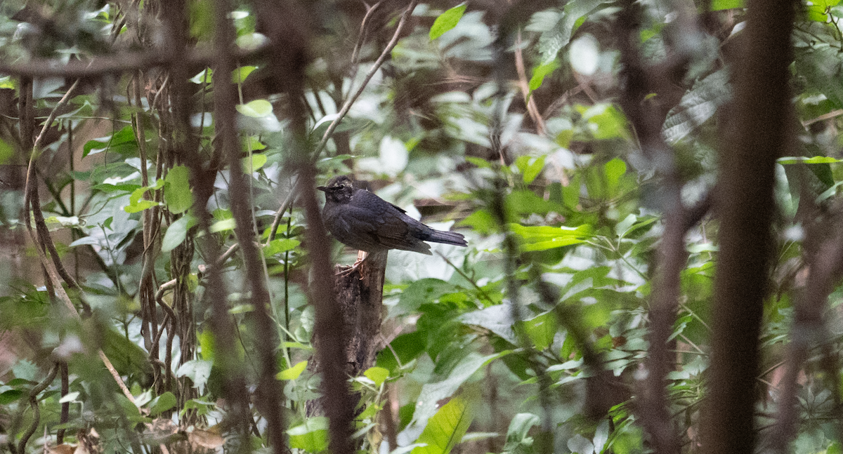 Siberian Thrush - ML644137828