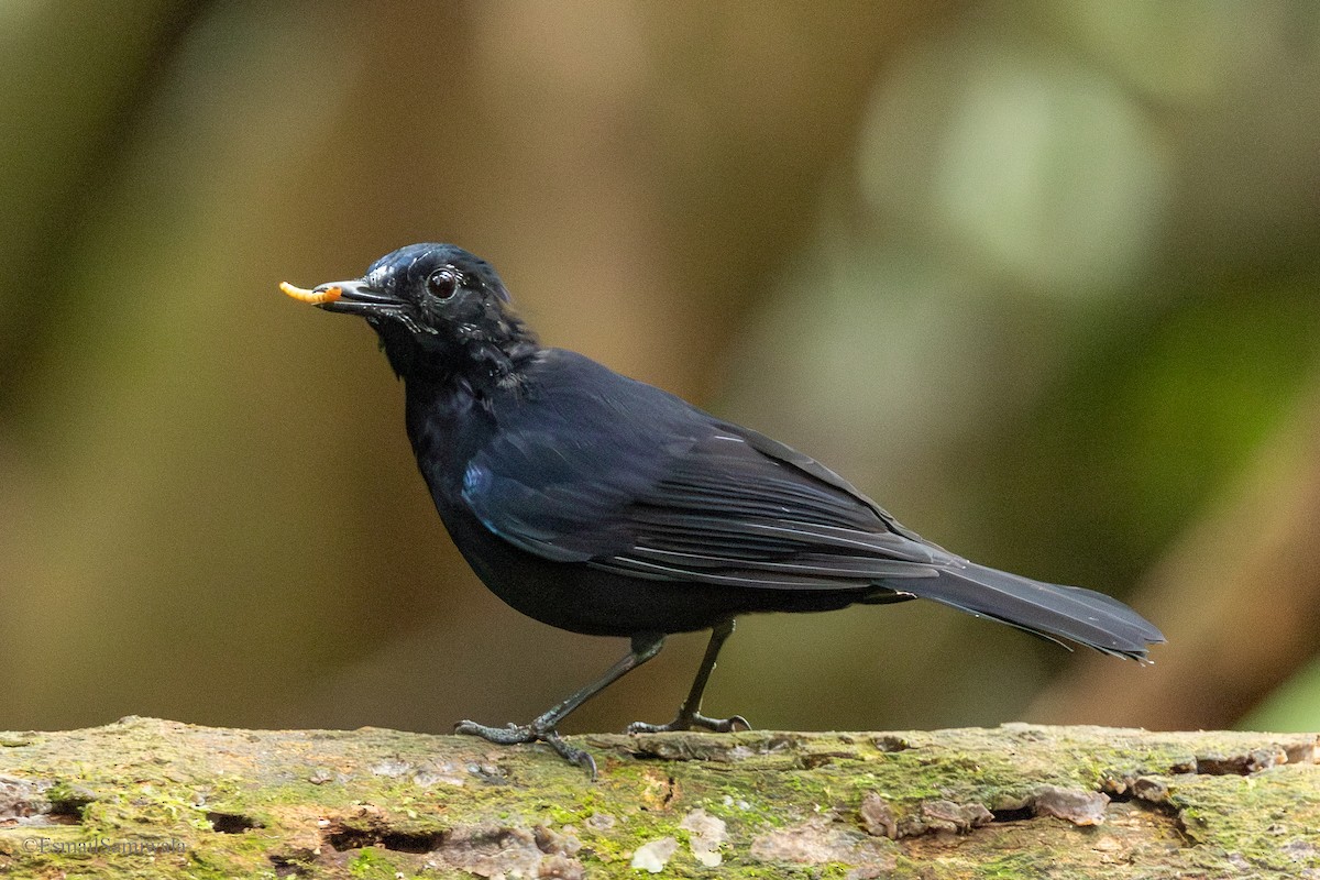 White-tailed Robin - ML644137846