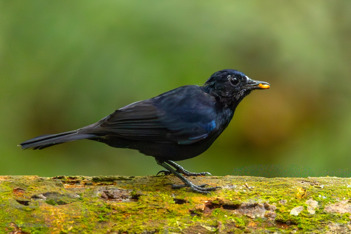 White-tailed Robin - ML644137847