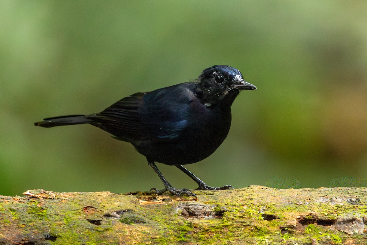 White-tailed Robin - ML644137848