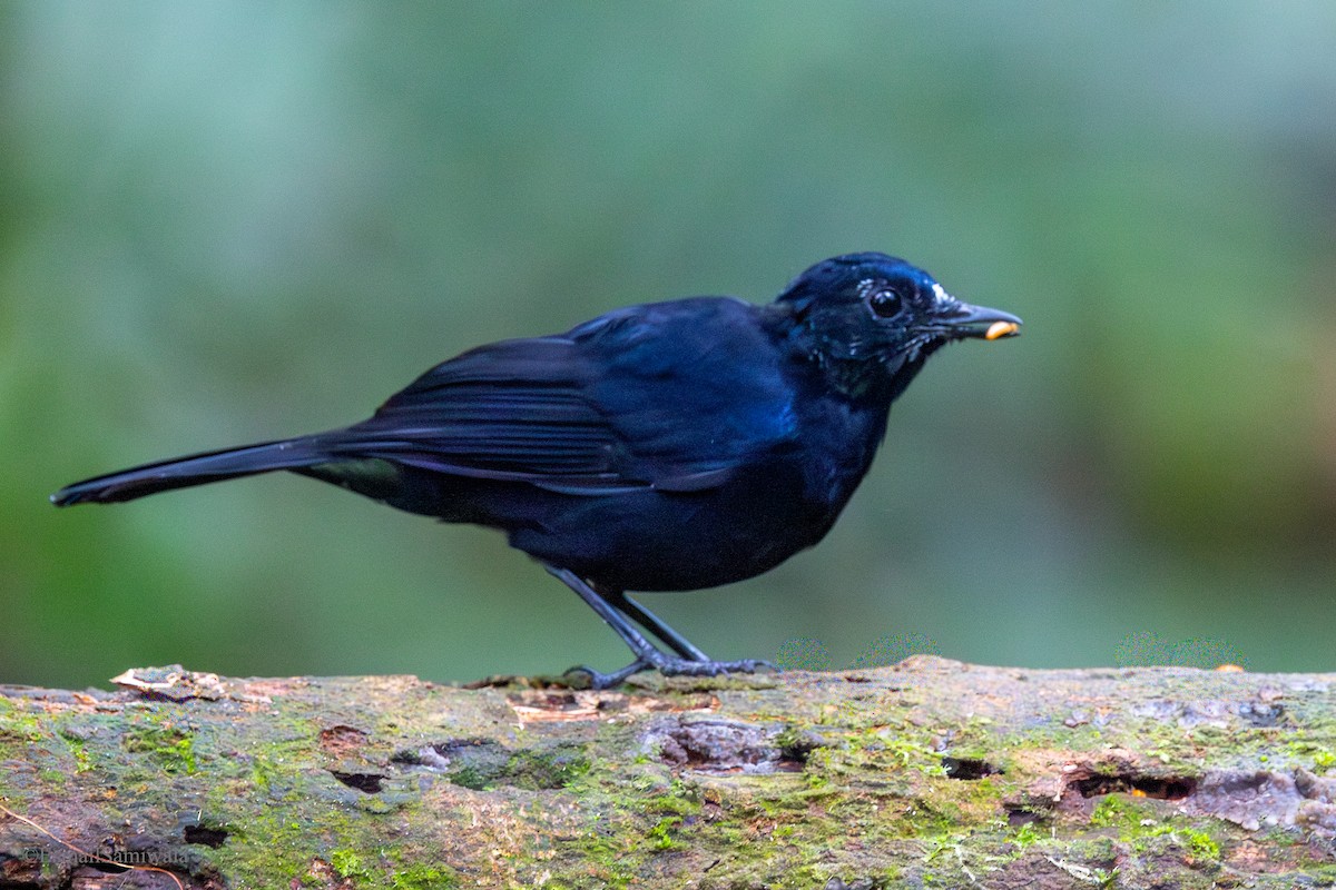 White-tailed Robin - ML644137849