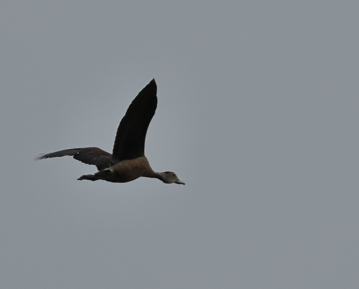 Dendrocygne siffleur - ML644137854