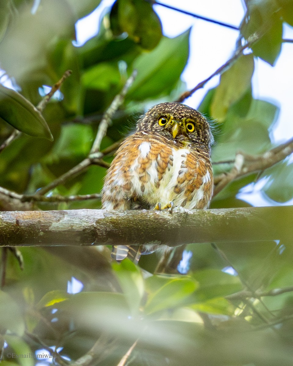 Collared Owlet - ML644137872