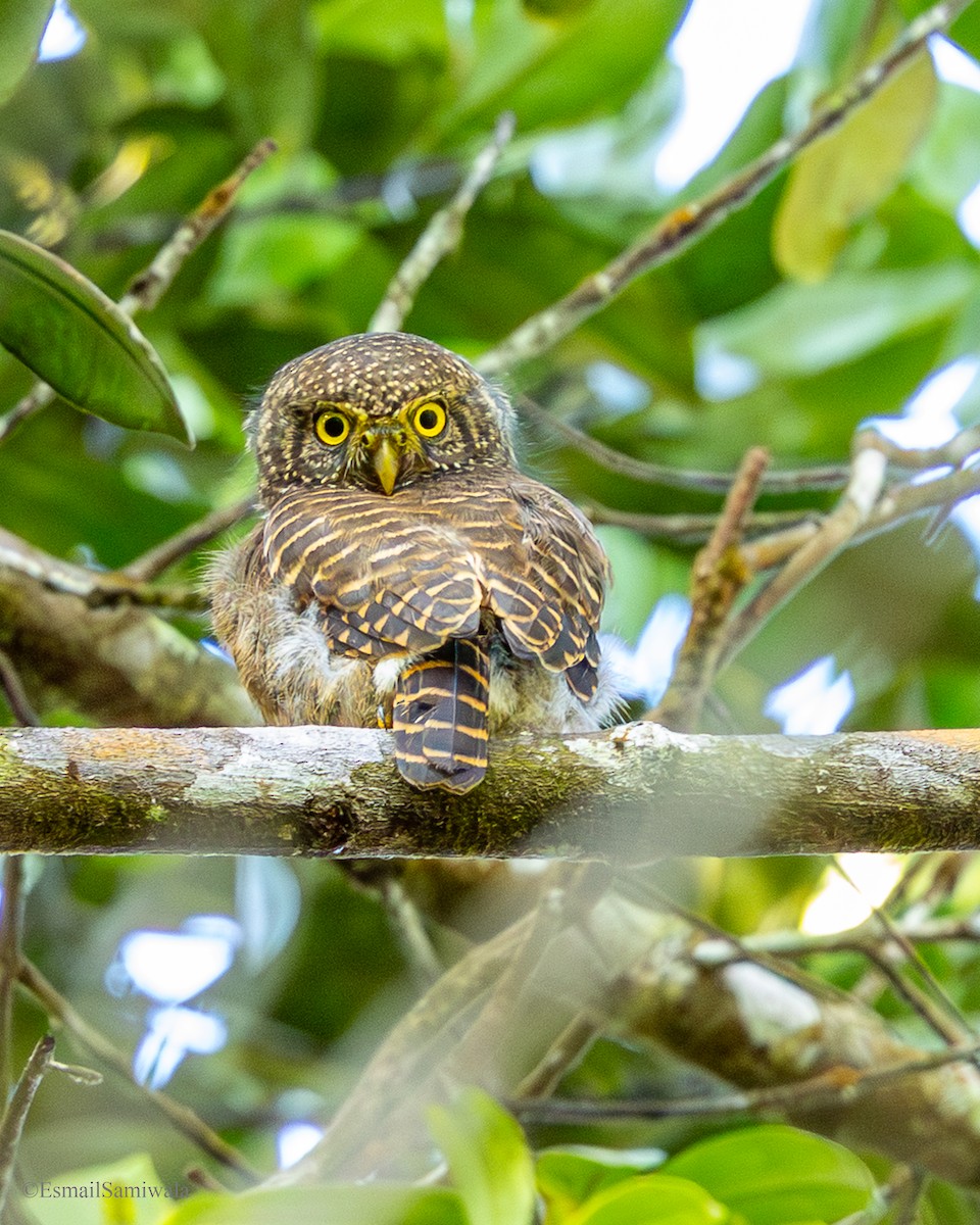Collared Owlet - ML644137873