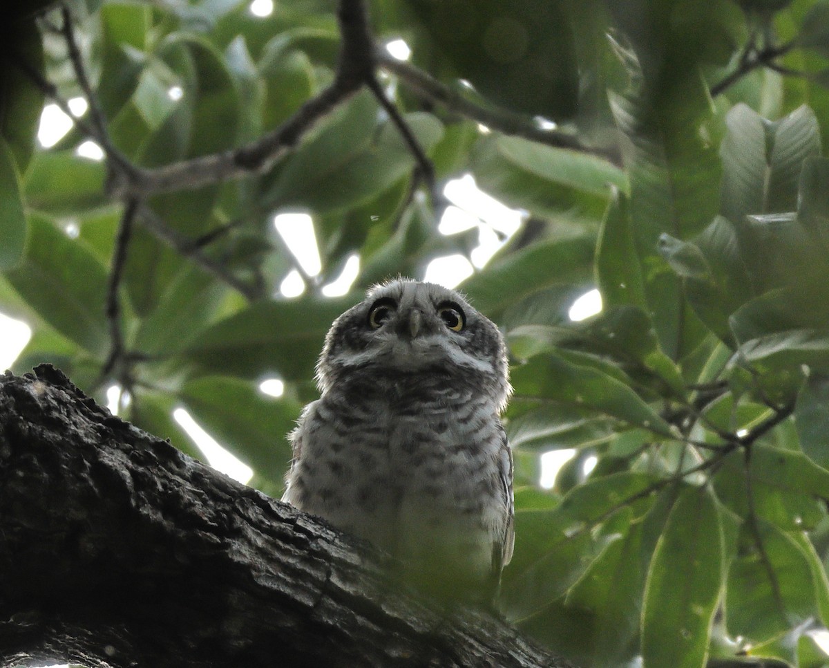 Spotted Owlet - ML644137874