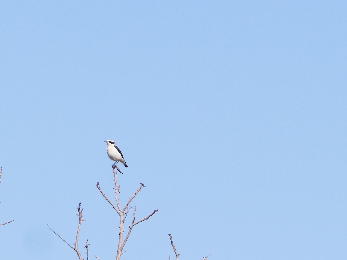 Eastern Black-eared Wheatear - ML644137875