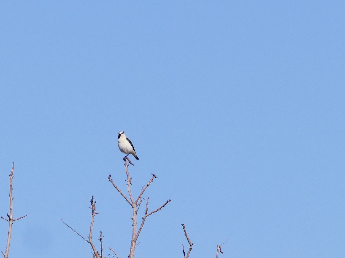 Eastern Black-eared Wheatear - ML644137876