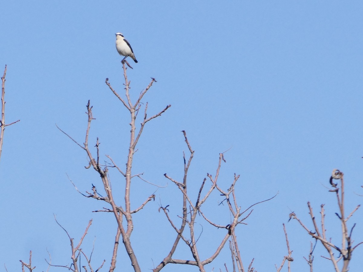 Eastern Black-eared Wheatear - ML644137877