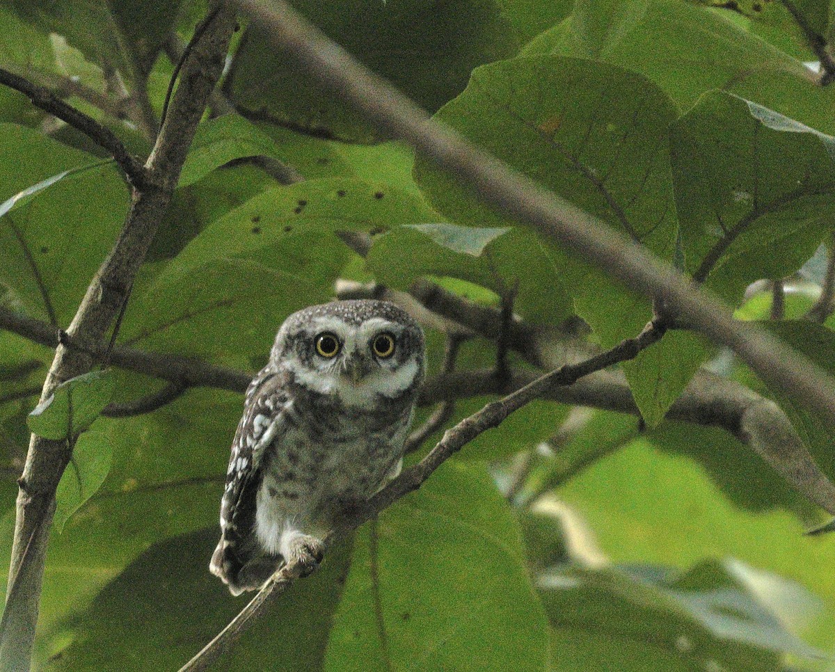 Spotted Owlet - ML644137878