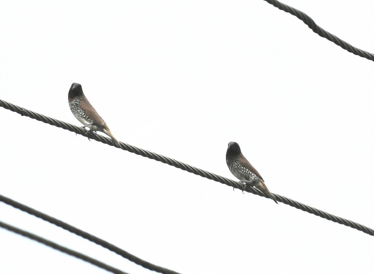 Scaly-breasted Munia - ML644137882