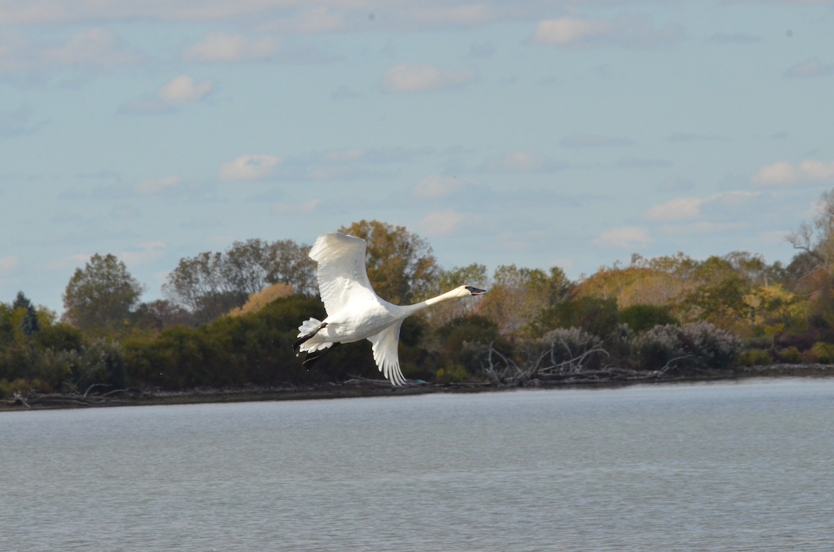 Лебідь-трубач - ML644137885