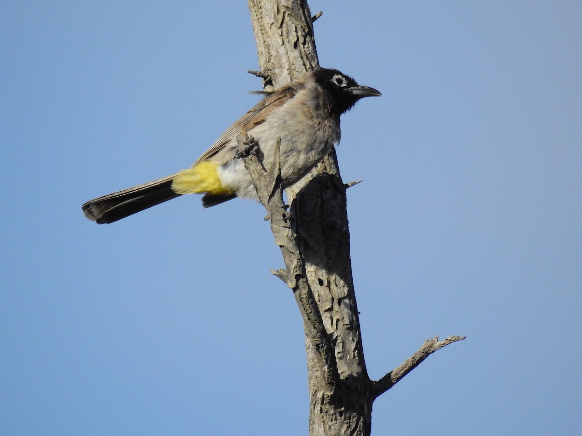 White-spectacled Bulbul - ML644137892