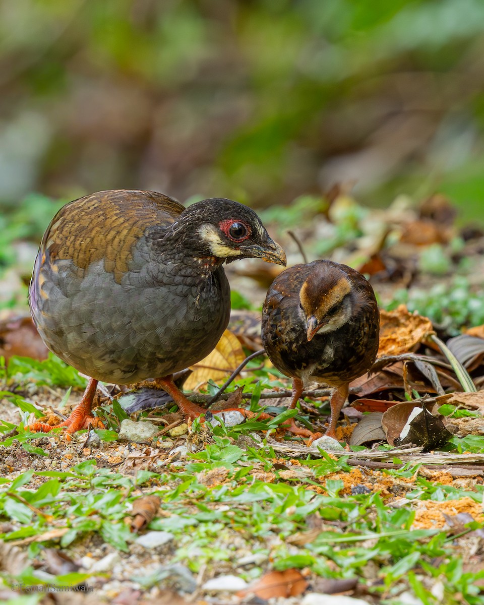 Malayan Partridge - ML644137897