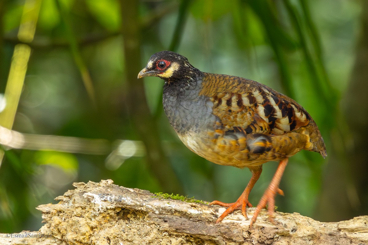 Malayan Partridge - ML644137900