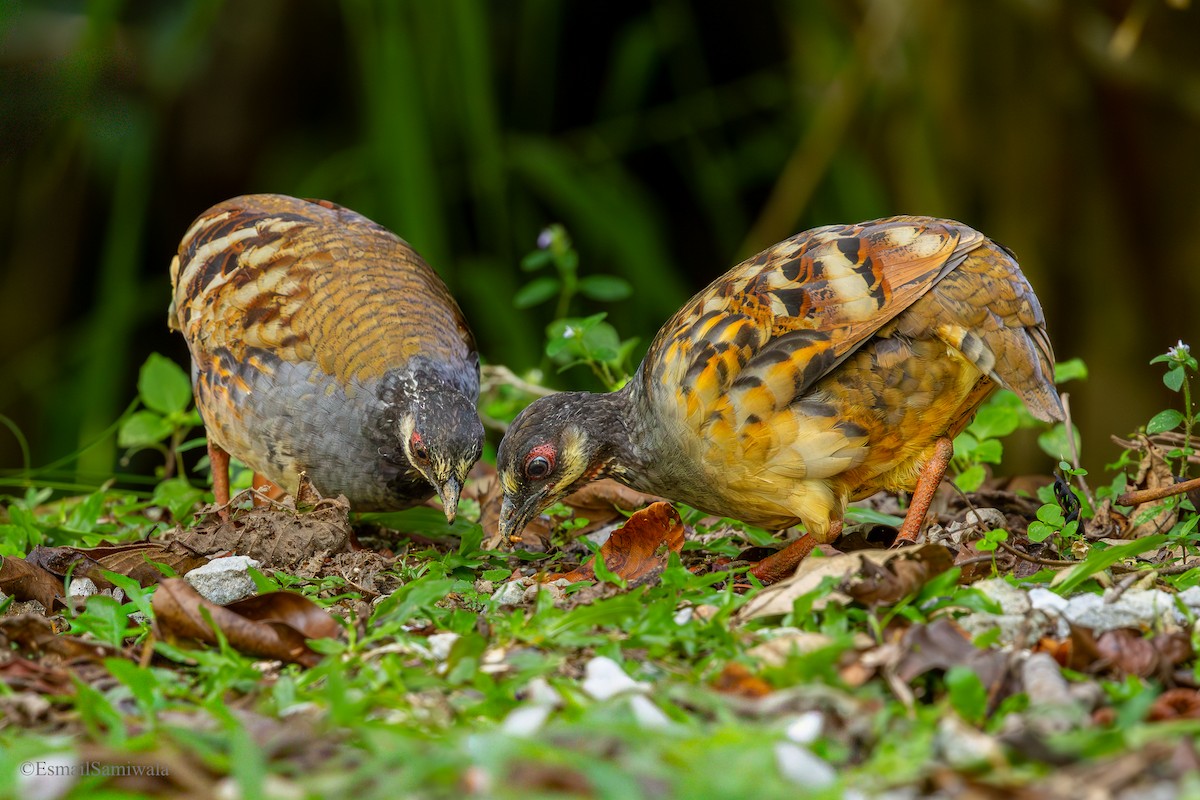 Malayan Partridge - ML644137902