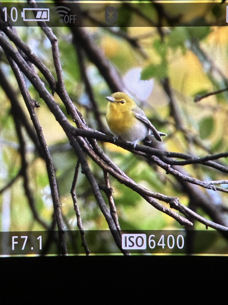Sarı Gerdanlı Vireo - ML644137904