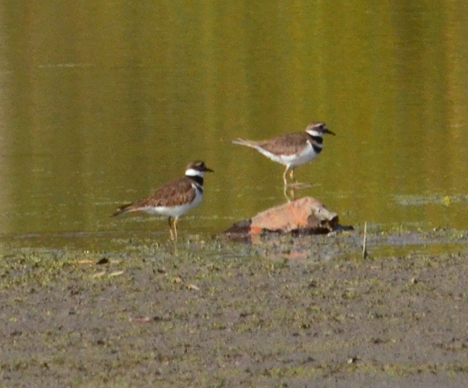 Killdeer - ML644137908