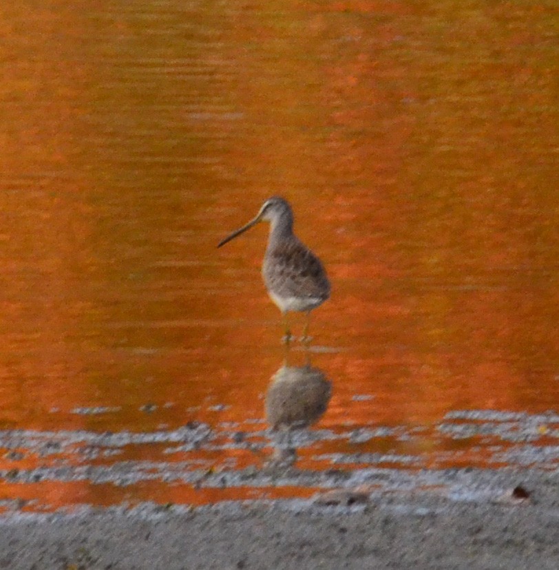 Неголь довгодзьобий - ML644137910