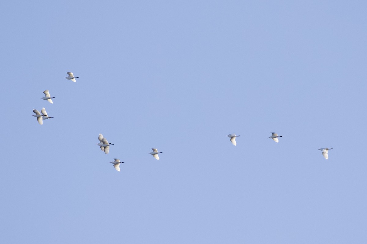 Koartzatxo itzaina - ML644137914