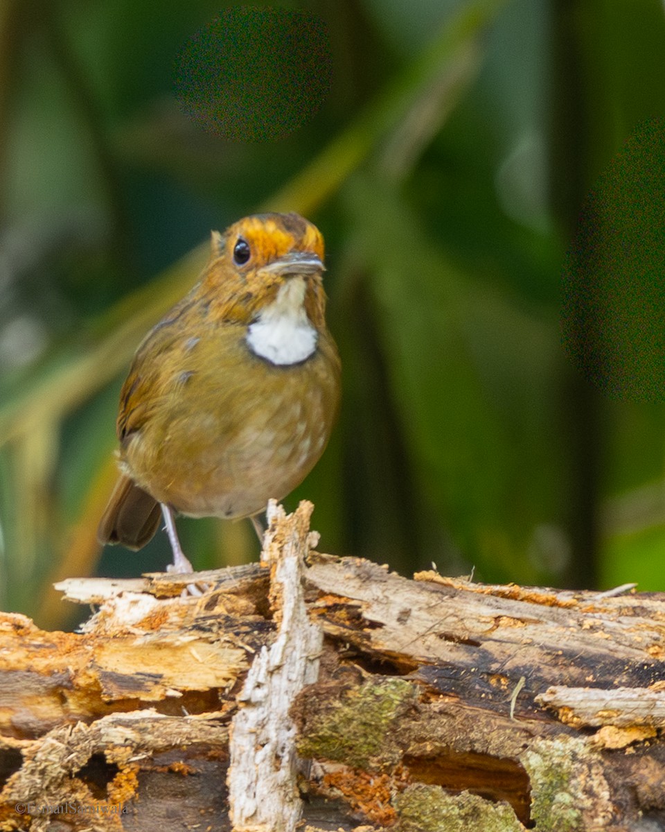 Rufous-browed Flycatcher - ML644137916