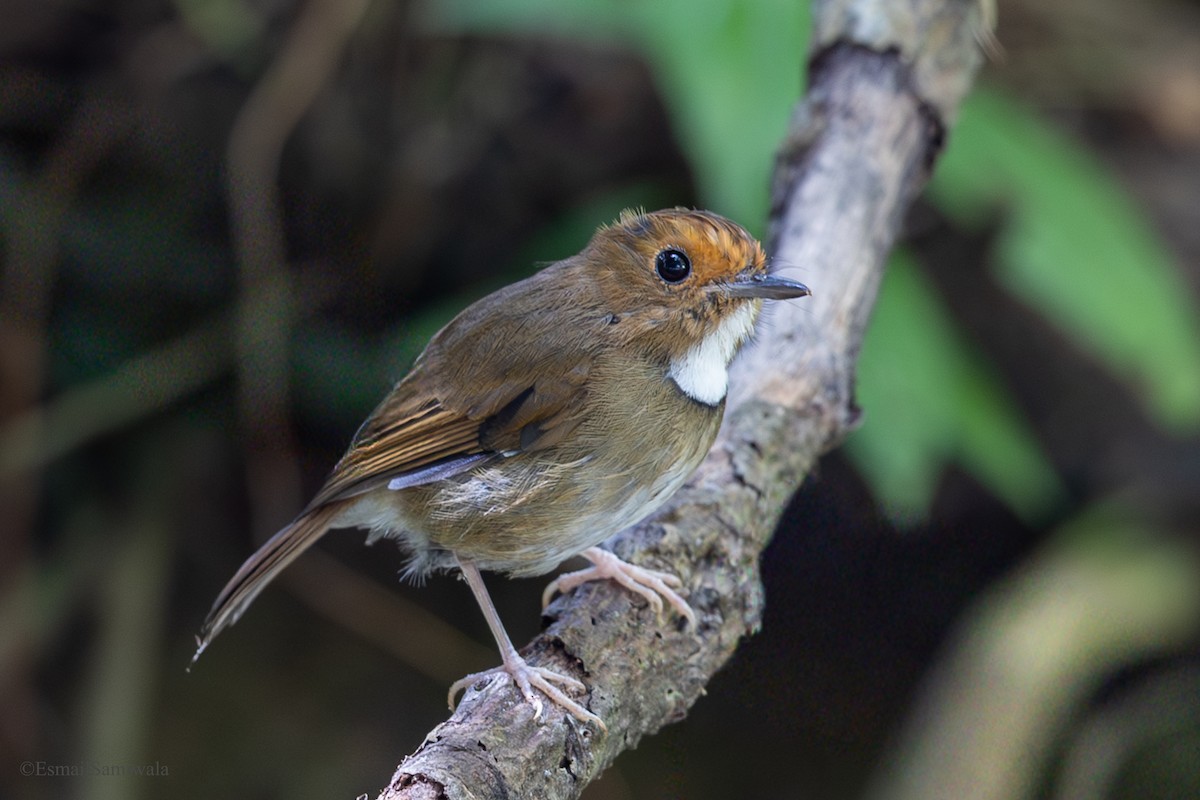 Rufous-browed Flycatcher - ML644137917