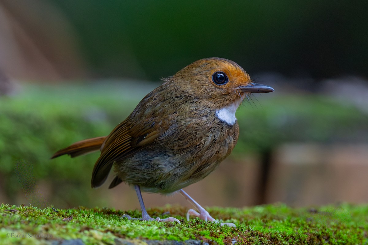Rufous-browed Flycatcher - ML644137918
