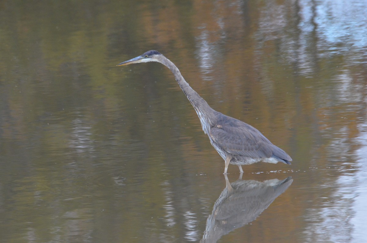 Great Blue Heron - ML644137922