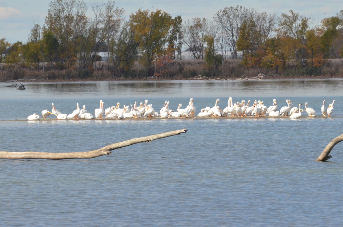 Пелікан рогодзьобий - ML644137926
