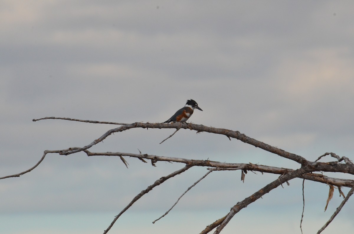 Belted Kingfisher - ML644137927